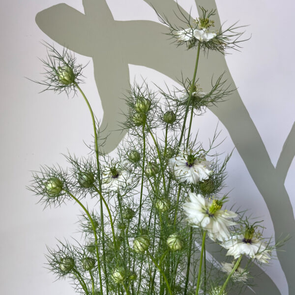 Nigella White XL -Eddy