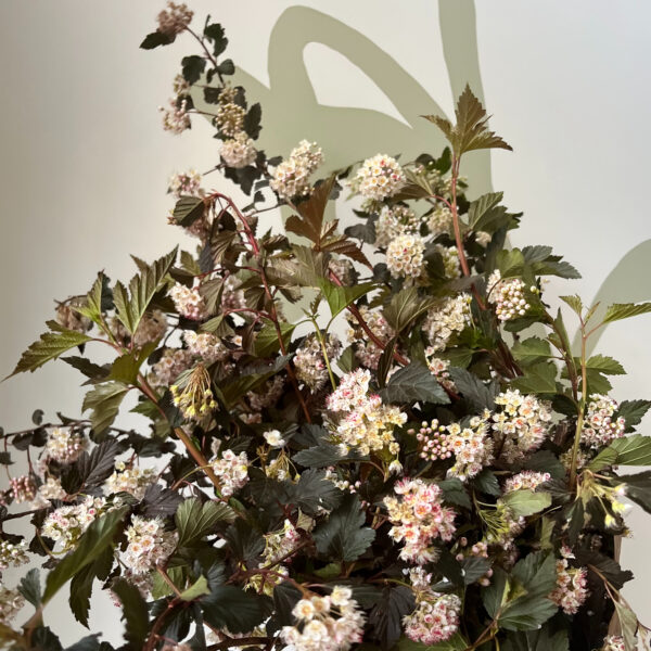 Ninebark Blooming Large - Eddy