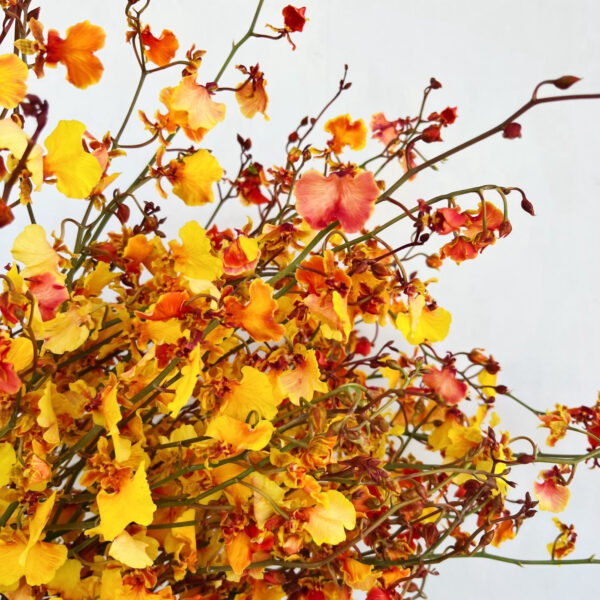 Oncidium Dyed Autumn