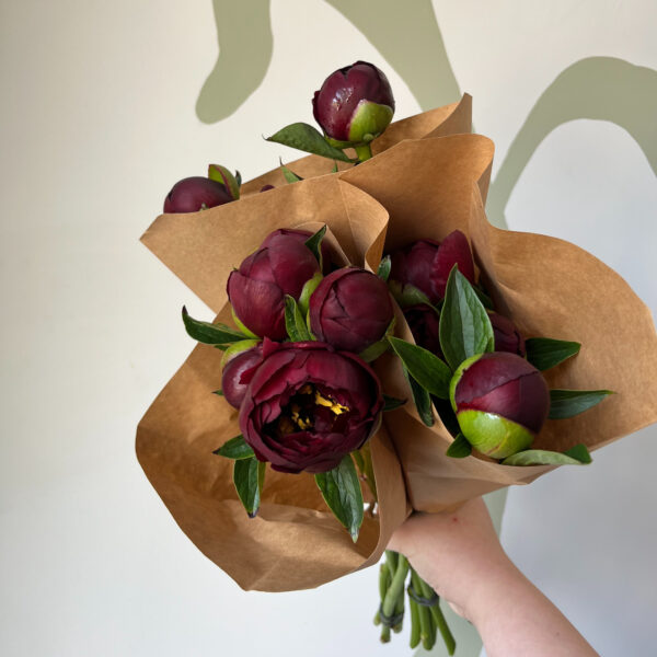 Peony Red Burgundy Mix (5st) - Eddy