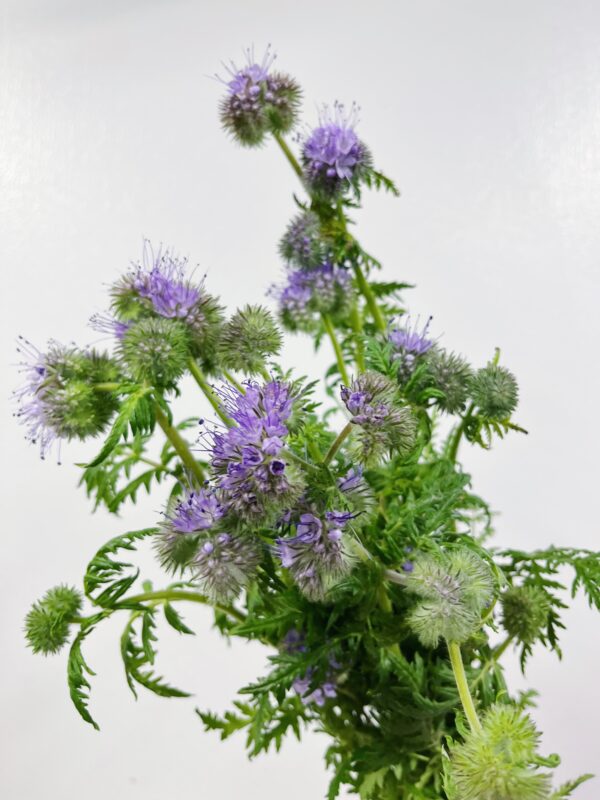 Phacelia Bee's Friend - Weatherlow