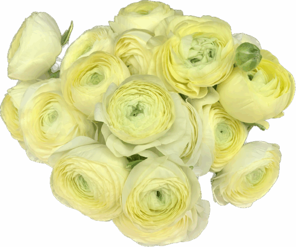 Ranunculus Cream - Virgil