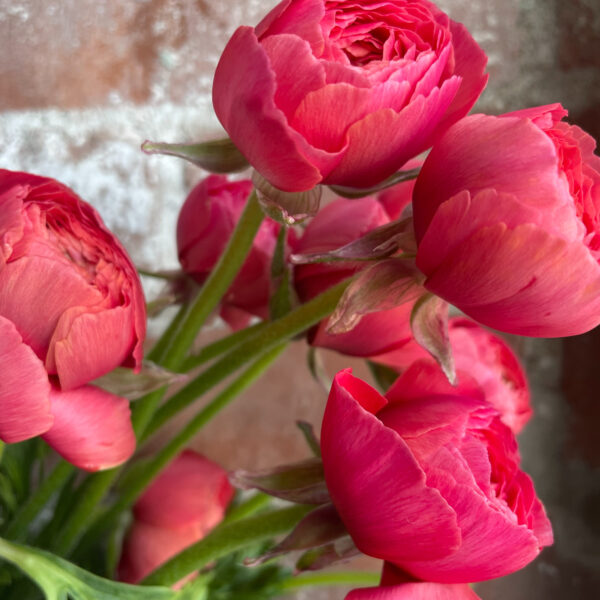 Ranunculus Fragolino - Hautau