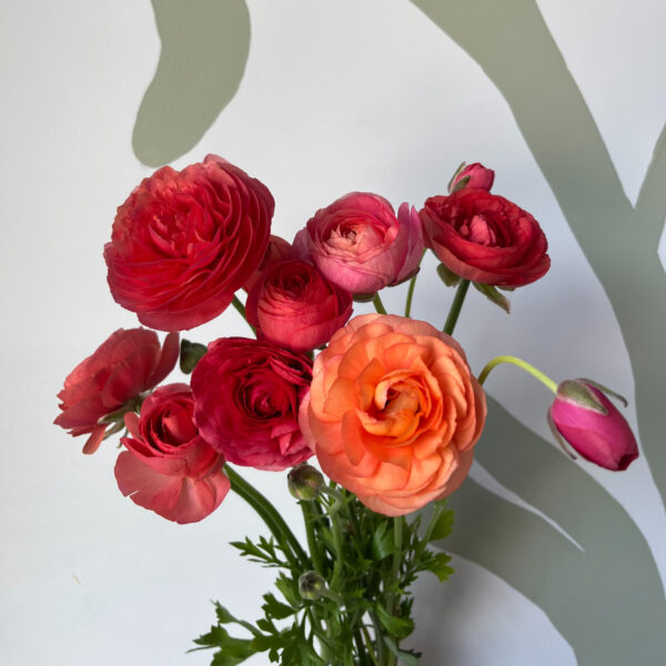 Ranunculus LaBelle Salmon - Eddy