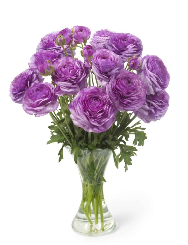 Ranunculus Romance Loubeyres