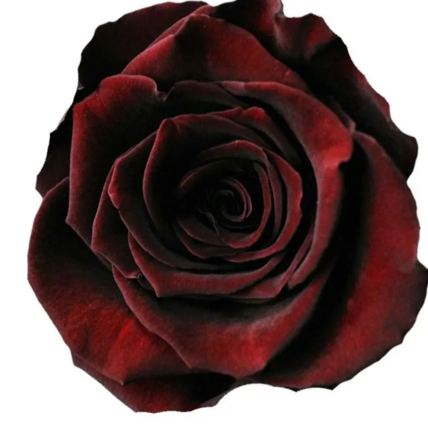 Rose Black Baccara