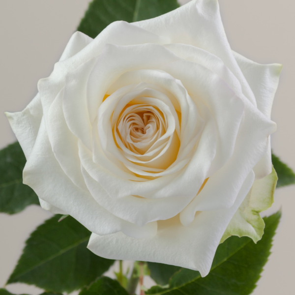 Rose Candle Light