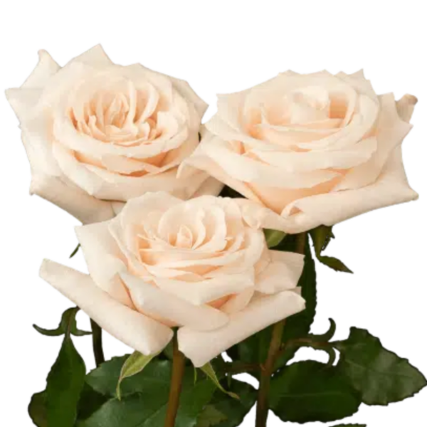 Rose Champagne