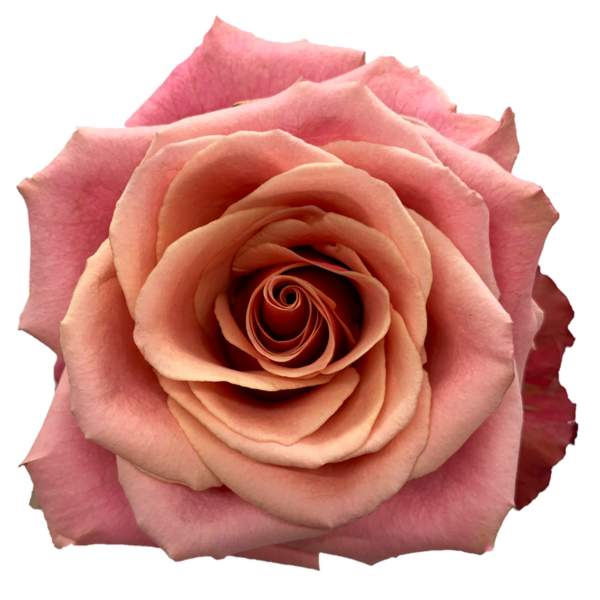 Rose Cold Brew