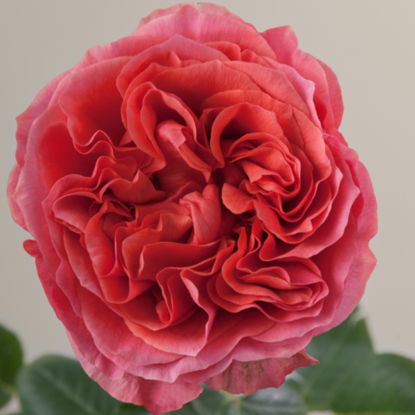 Rose Dark X-pression