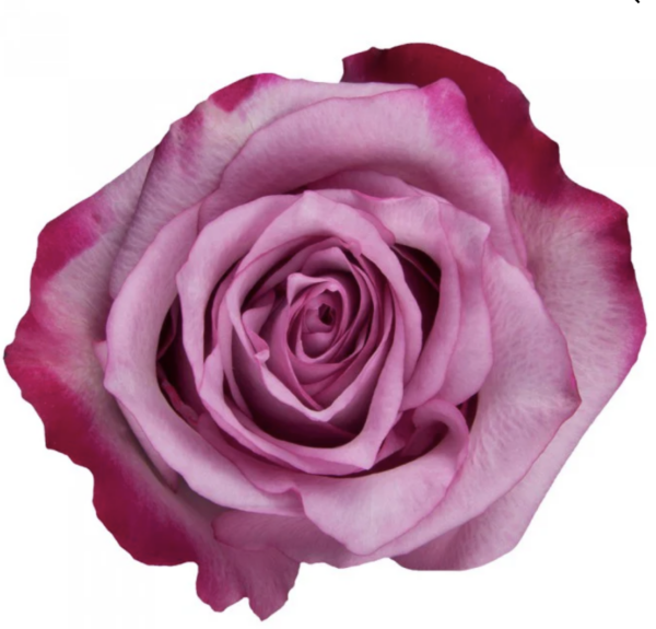 Rose Deep Purple