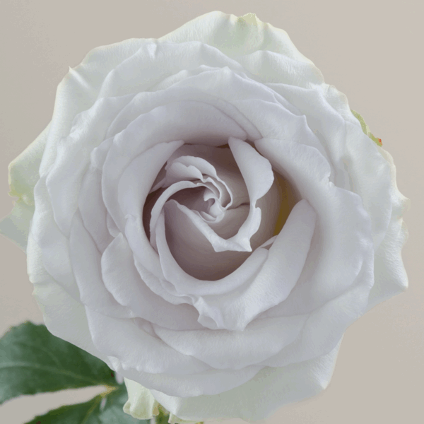 Rose Early Grey