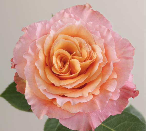 Rose Free Spirit
