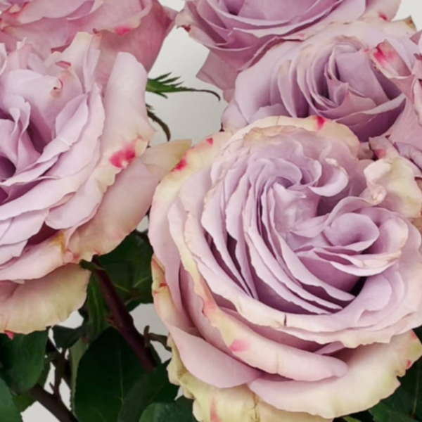 Rose Friends
