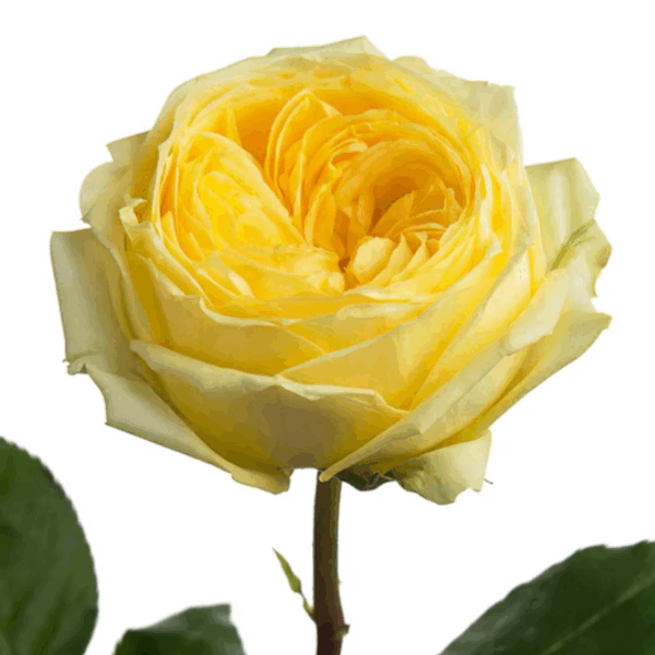 Rose Garden Catalina