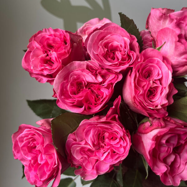 Rose Garden Passion in Pink