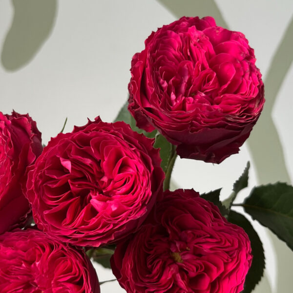 Rose Spray Cherry Boom