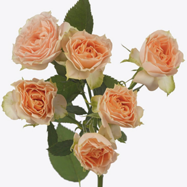 Rose Garden Spray Holly - Eufloria