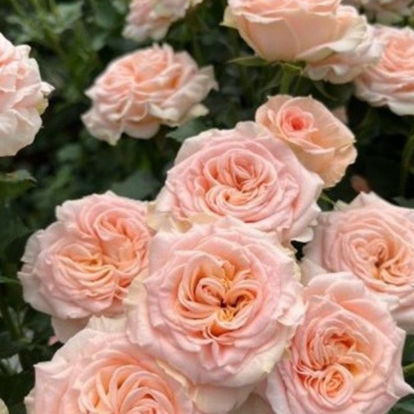 Rose Garden Spray Shocking Veil - Eufloria