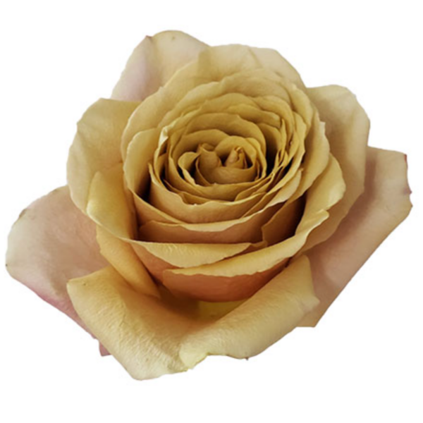 Rose Golden Mustard