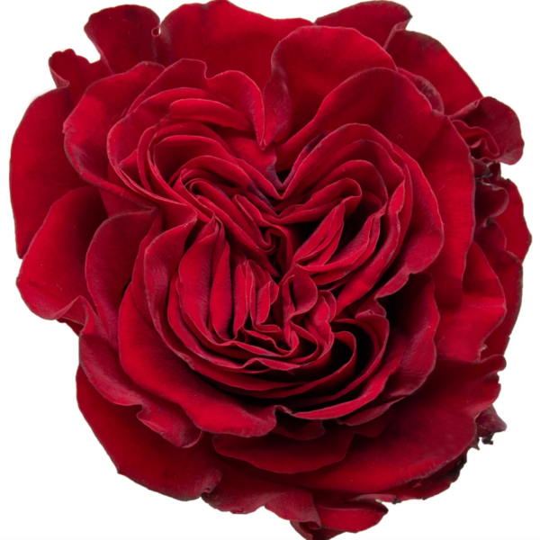 Rose Garden Hearts