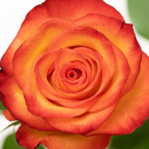 Rose High & Magic
