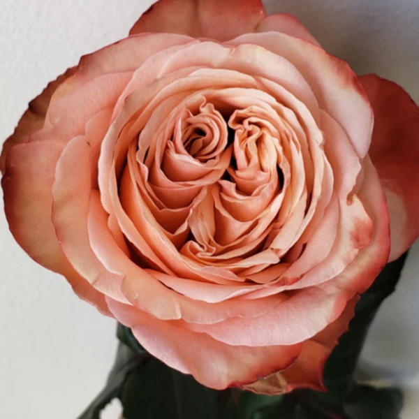 Rose Kahala 50cm