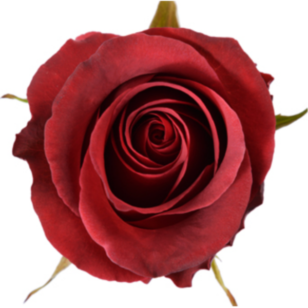 Rose Matilda