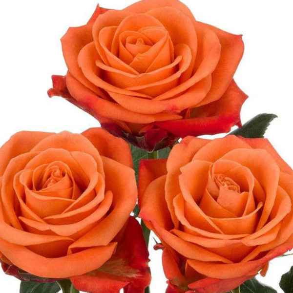 Rose Orange Crush
