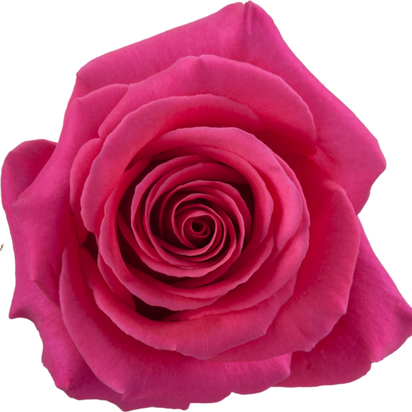 Rose Pink Floyd 50cm