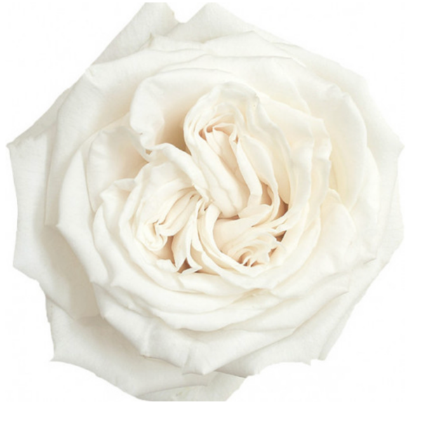 Rose Playa Blanca
