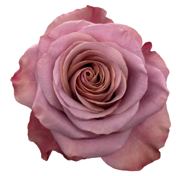 Rose Purple Moon