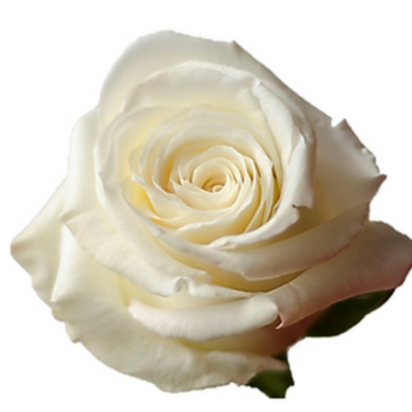 Rose Snowy Jewel