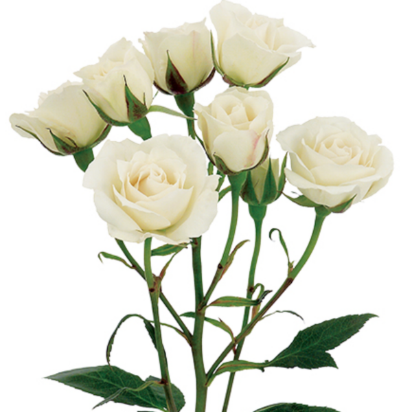 Rose Spray White Majolika