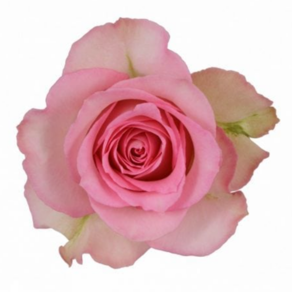 Rose Sweet Unique 50cm