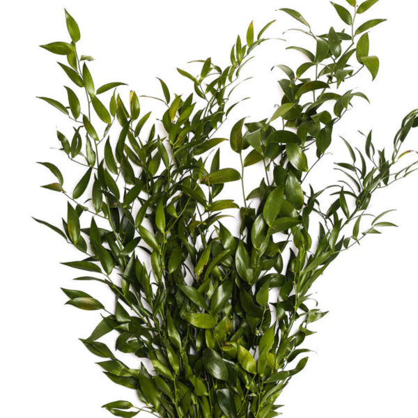 Ruscus Italian XL 5ST