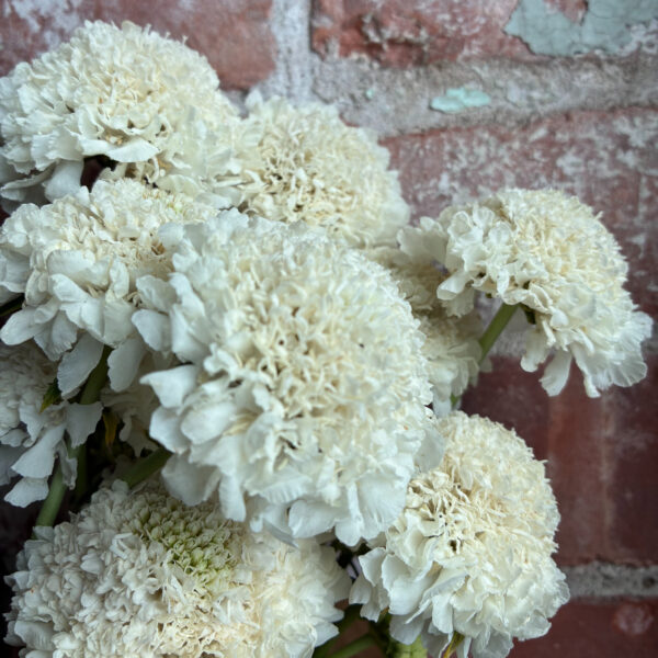 Scabiosa Focal Scoop White - Eddy