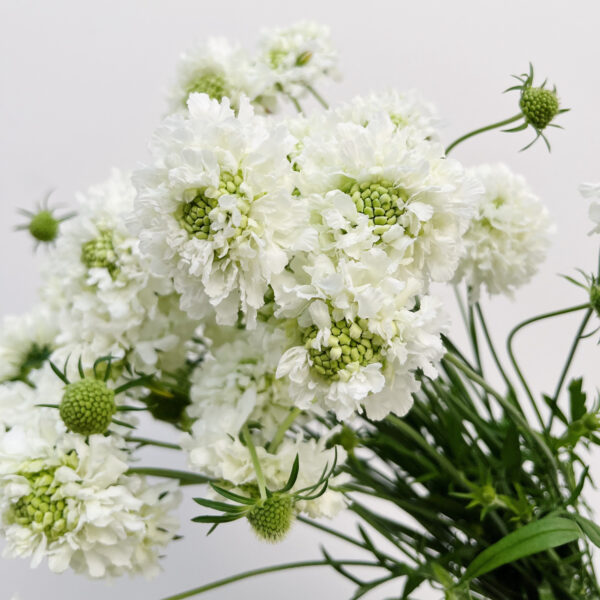 Scabiosa Japonica Snow Maiden White