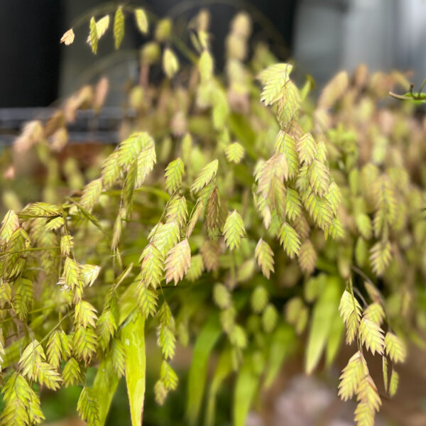 Grass Sea Oats - Eddy