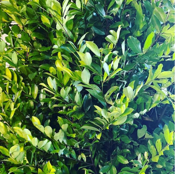 Smilax Full Box