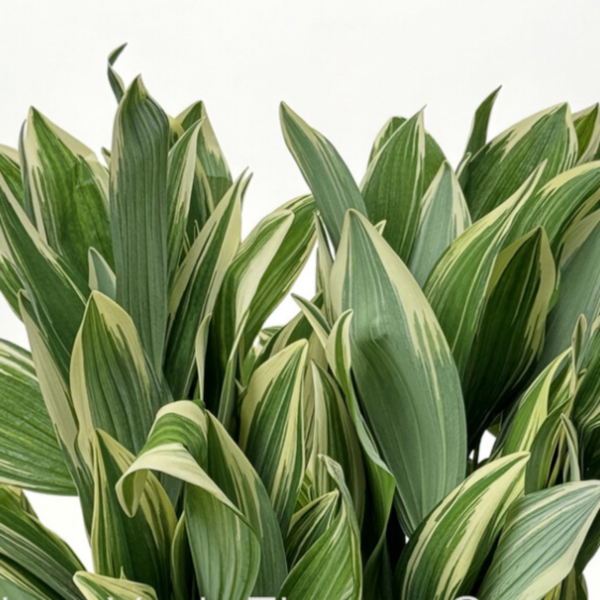 Solomon's Seal Variagated Naruko Green