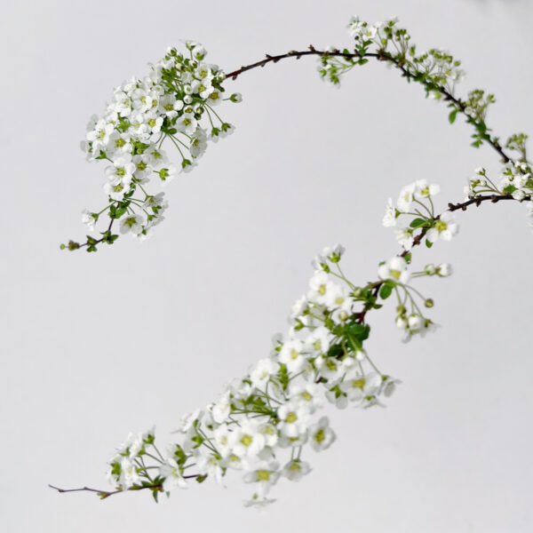 Spirea Grefsheim White