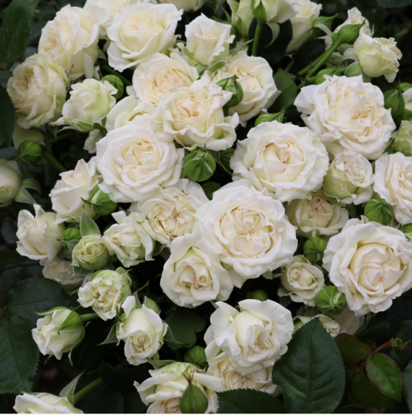 Rose Spray Bridal Veil - Eufloria