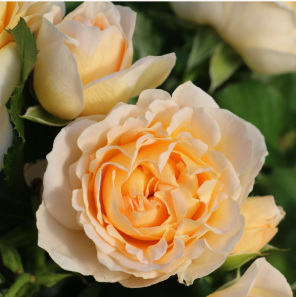 Rose Spray Julianne - Eufloria