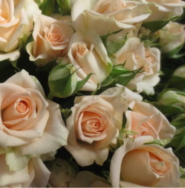 Rose Spray Sara - Eufloria