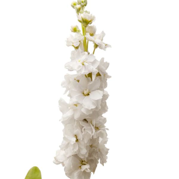 Stock White