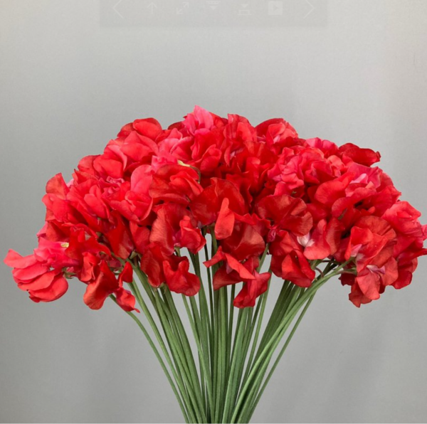 Sweet Pea Acarp