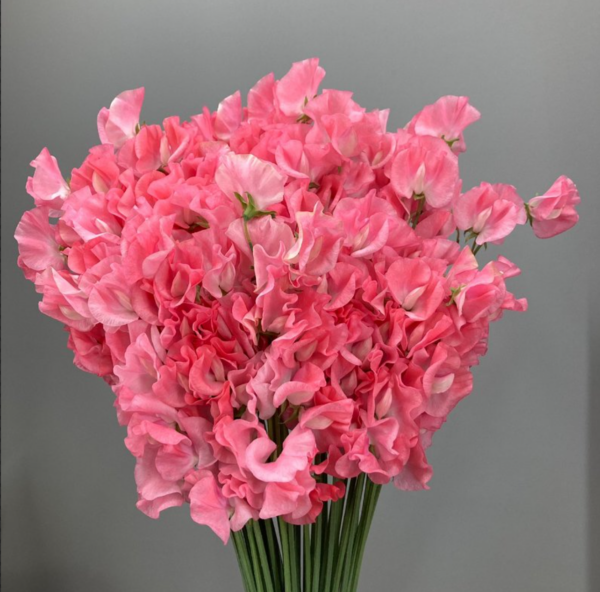 Sweet Pea Amore