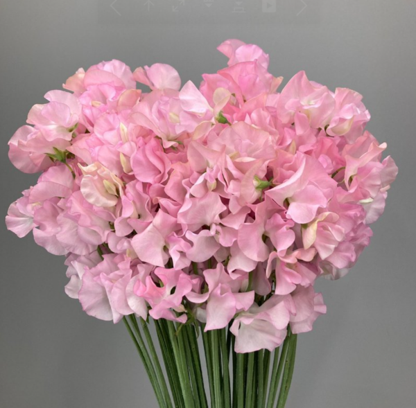 Sweet Pea Angel Kiss