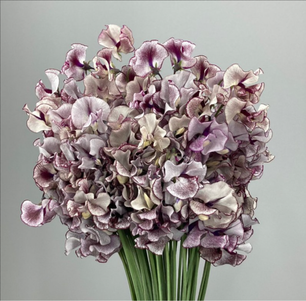 Sweet Pea Antique Purple/White